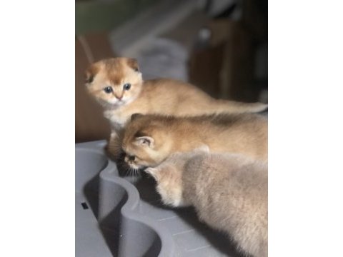 Üst düzey scottish fold yavrular