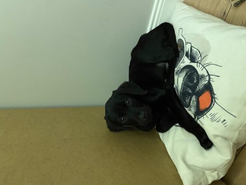 Yavru safkan erkek labrador