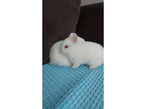 Cüce tavşan dwarf