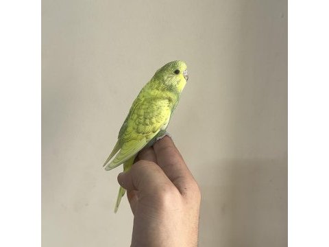 Bebek muhabbet kuşu yeni yeme düşmüştür