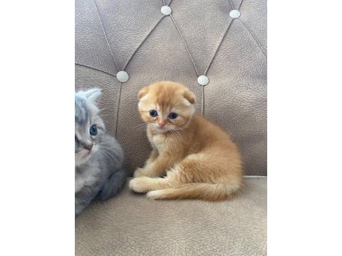 2 haftalık scottish fold