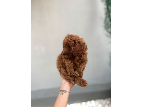 Toy poodle yavrular dişi erkek