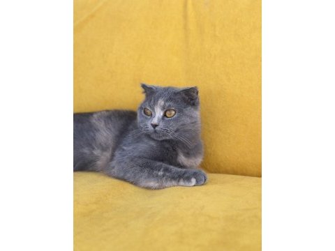 Ankarada scottish fold