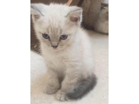 Blue point yavrular scottish fold