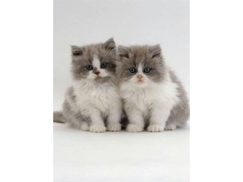 British longhair yavrular evinizin neşesi olacaktır