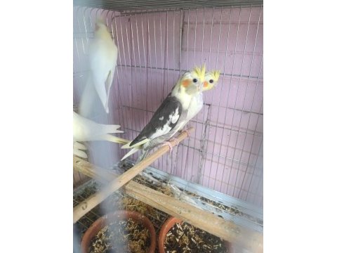 Ele kola alışkın yavru papağanlar
