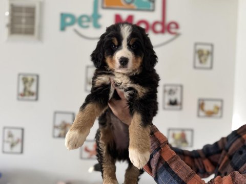 Petmode köpek çiftliğinden bernese yavrumuz