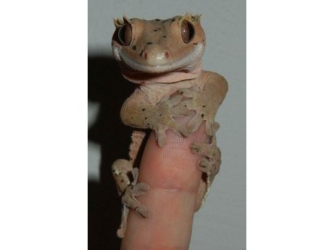 Crested gecko
