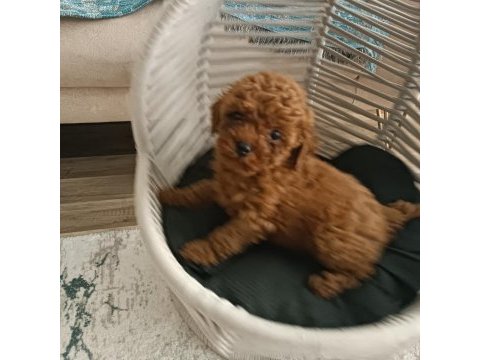 Toy poodle wc eğitimli ve karneli