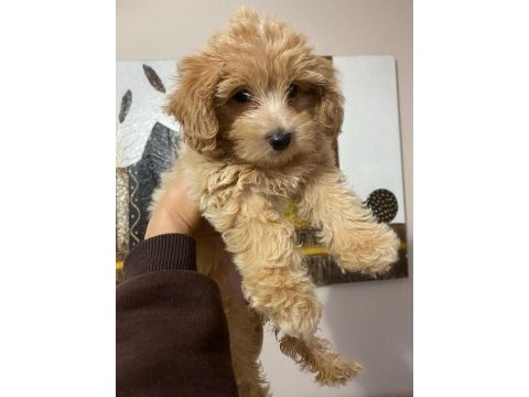 0 numara mini boy mükemmel ırk maltipoo yavru