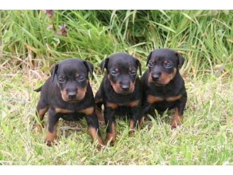 Doberman yavru sahibinden