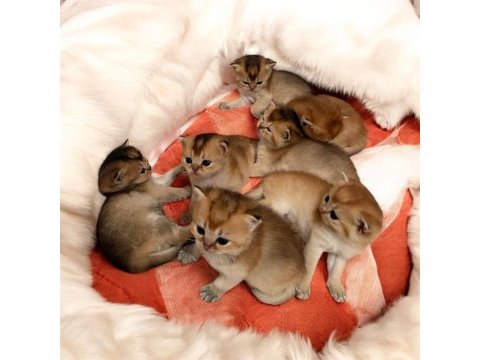 Orjinal golden ny12 ve ny25 british shorthair yavrular