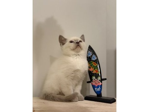 Sağlıklı british shorthair yavrular