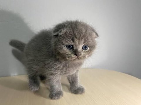 Yavru scottish fold kedimiz ev ortamından