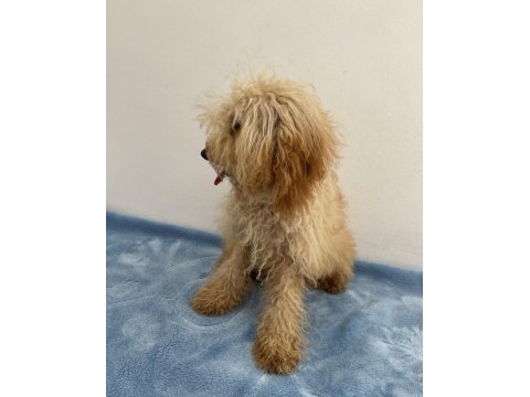 Apricot güzeli poodle köpeği