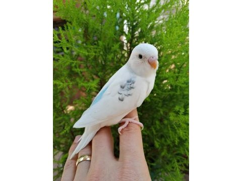Antalya muhabbet kuşu (ev üretimi yavru ve yetişkin)