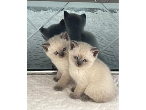 British shorthair blue point 58 günlük