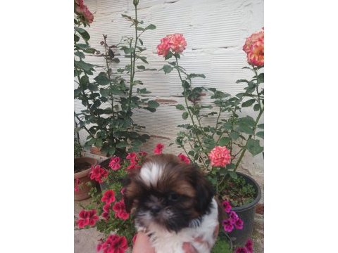 Safkan shih tzu bebekler