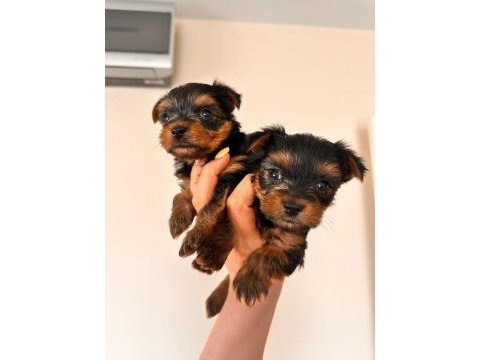 45 günlük terrier yorkshire yavru (baba ve annesi bizde)