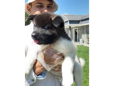 Amerikan akita ınu yavruları