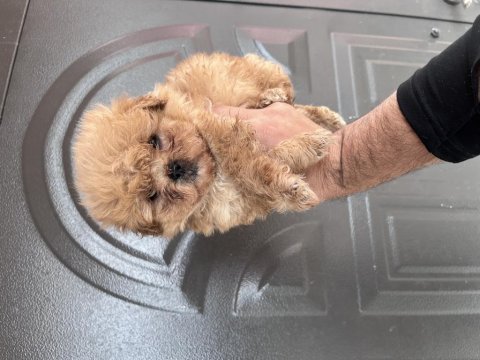 Maltipoo cinsi yavrumuz