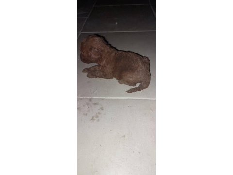 Dişi erkek poodle yavrular