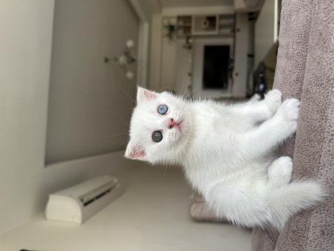 Dişi scottish fold uyguna verilecek çok güzel ve çok uysal