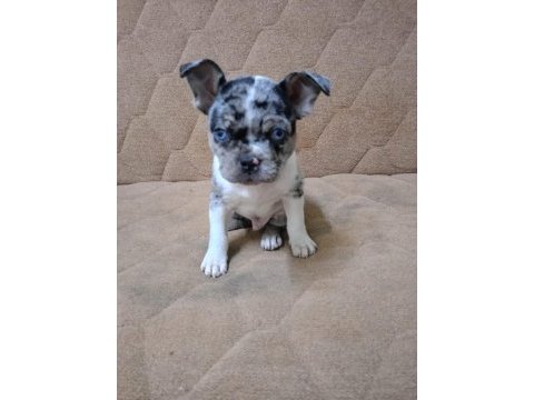Güzel gözlü yakışıklı french bulldog