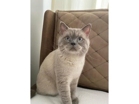 Erkek british shorthair kedime eş arıyorum