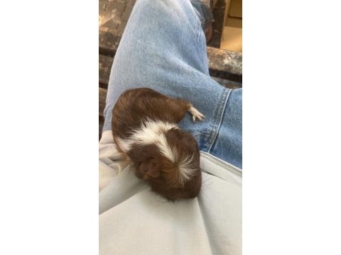 Guinea pig yavrudur alışkındır