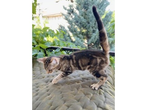 Charcol bengal kedisi dişi