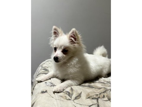 Pomeranian uygun 2.5 aylık