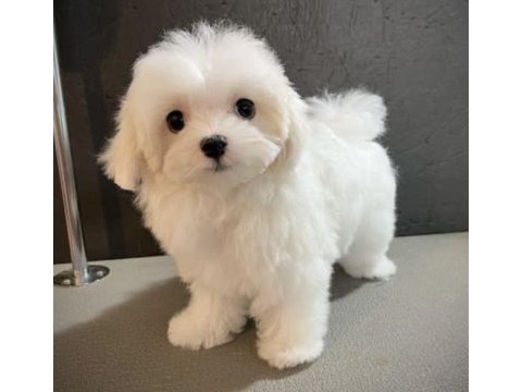 2.5 aylık maltese