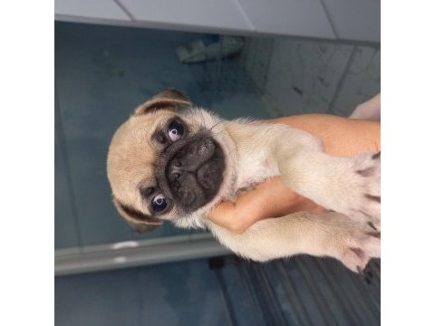 Pug yavruları