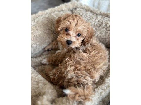 Kg garantili maltipoo yavrularımız