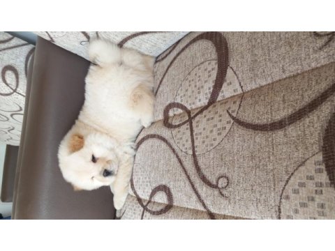 İki aylık chow chow yavrularımız teslime hazır