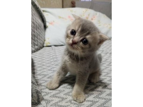 British shorthair scottish fold kedisi