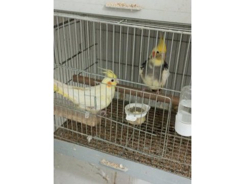 Pied erkek lutino dişi sultan papağanı