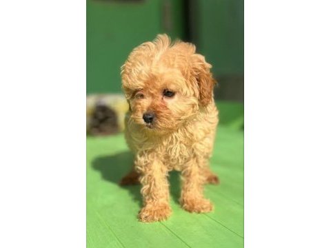 Toy poodle dişi yavrumuz uygun'a verilicek