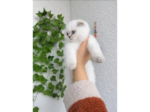 Safkan a kalite maviş gözlü dünya güzeli kedim