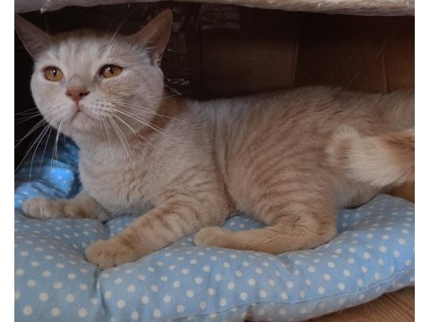British shorthair 1,5 yaşında kedimiz