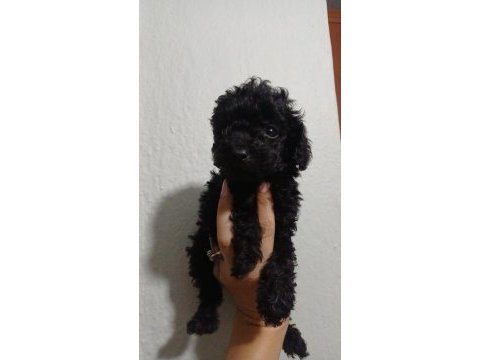 Toy poodle yavrular siyah