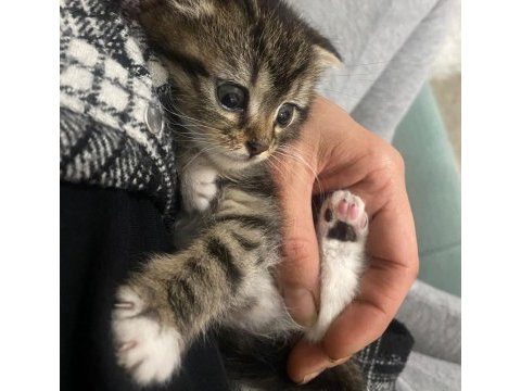 Ücretsiz sahiplendirme kedimiz