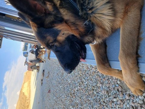 Ücretsiz ankara içi sahiplenilecek alman çoban köpeği