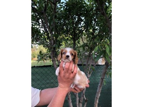A plus kalite cavalier king charles bebekler