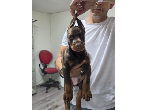 Doberman şecereli