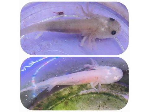Axolotl yavrular