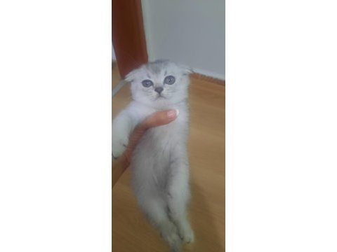 19 mayıs doğumlu scottish fold yavrular sahiplendiriceğim