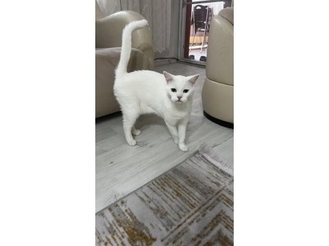 2 yaşında british shorthair