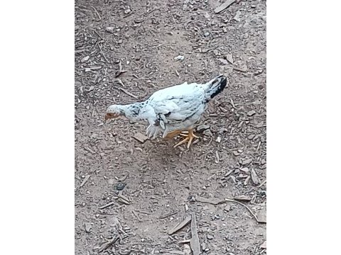 Güzel civcivler 3 aylık